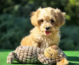 Paw - Cavapoo Angebotener Welpe