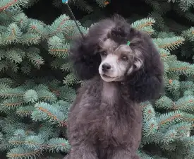 Disney Dream Odett - Poodle Toy Puppy for sale