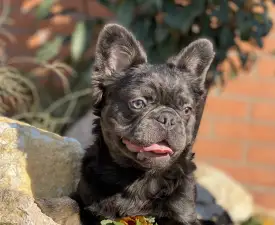 Reese - Francia bulldog eladó kiskutya