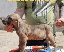 Iron De Oro Puro  - Brazil masztiff eladó kiskutya