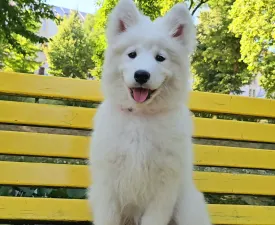 Happy Hómancs Barka "yuki" - Samoyed Puppy for sale