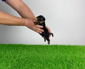 Pancho - Yorkshire Terrier eladó kiskutya