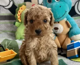 Tequila Sunrise Hug Me Strongly - Poodle Miniature Puppy for sale