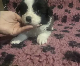 Seal Fehér Szuka - Border Collie eladó kiskutya