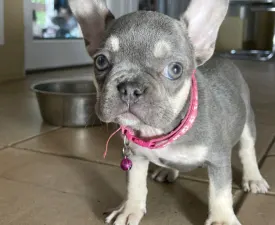 Nina - French Bulldog Puppy for sale