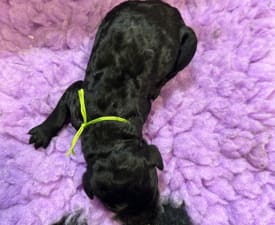 Black Boy - Poodle Standard Puppy for sale