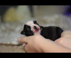 Villám ( Blitzen ) - Boston Terrier Angebotener Welpe