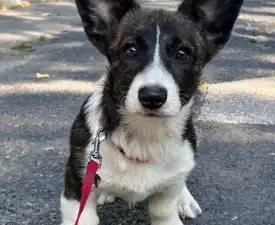 Miss Cinderella - Welsh corgi Chiot à vendre