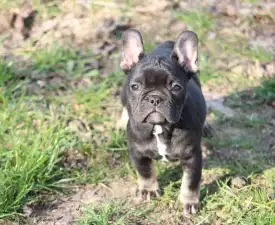 Whisper  - Francouzský buldoček Štěně na prodej