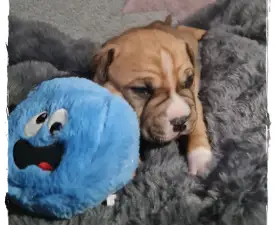 Garcia Of Sweet Gangland - Amerikai staffordshire terrier eladó kiskutya