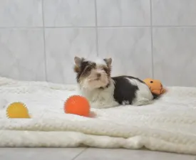 Runa Orient  - Бивер-йоркширский терьер Щенок на продажу