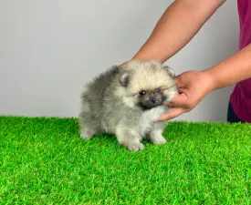 Chippy - Pomeranian eladó kiskutya