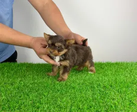 Landro - Jorkšírský teriér Štěně na prodej