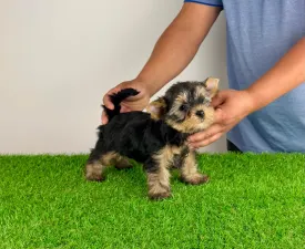 Wolke - Yorkshire Terrier Puppy for sale