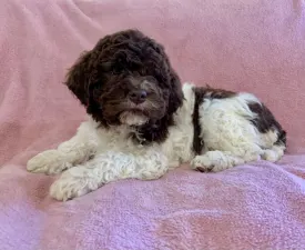 Ghita - Lagotto Romagnolo eladó kiskutya