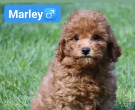 Marley - Лабрадудль Щенок на продажу