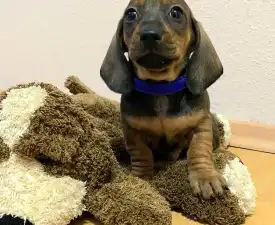 Kiwi  - Jamnik Szczenię na sprzedaż