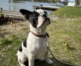 Babett - Boston Terrier Puppy for sale