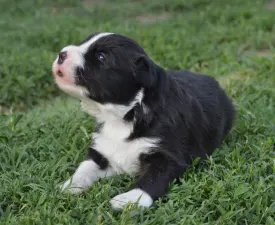 Remiel - Border Collie Puppy for sale