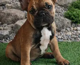 Enzo - French Bulldog Puppy for sale