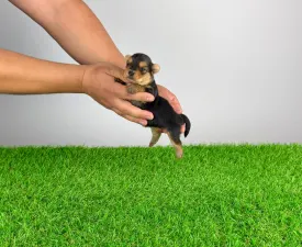 Joana - Йоркширский терьер Щенок на продажу