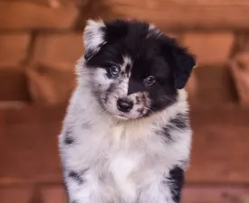 Winstead Tomcat Sky Rider - Australian Shepherd Angebotener Welpe
