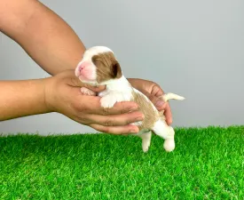 Unity - Cavalier King Charles Spaniel Cățeluș de vânzare