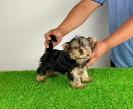 Wollja - Yorkshire Terrier Puppy for sale