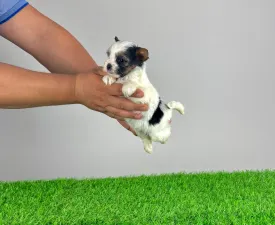 Et.       - Yorkshire Terrier Cucciolo in vendita