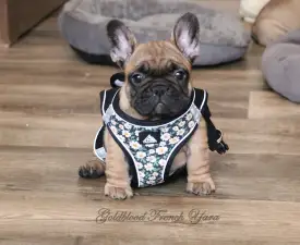 Yara - French Bulldog Puppy for sale