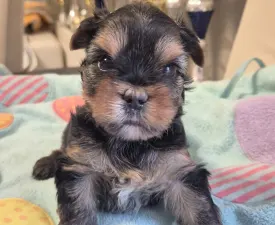 Gomez Addams Of Midsummer Nights Miracle  - Yorkshire Terrier Cucciolo in vendita