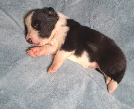 Dazzling Borders - Border Collie Chiot à vendre