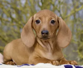 Hug Me Strongly Mr.pongo - Dackel Angebotener Welpe