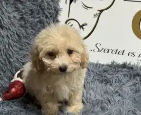 Bézi - Мальтипу Щенок на продажу