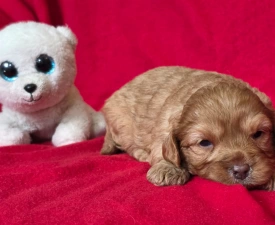 Vic - Cavapoo Puppy for sale