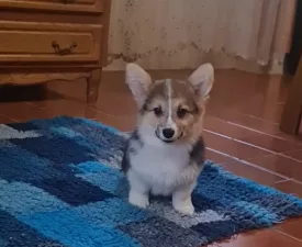 Darla - Welsh Corgi Pembroke Puppy for sale