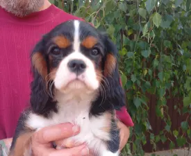 Ariel - Cavalier King Charles Spaniel Cățeluș de vânzare