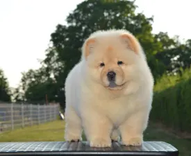 Balcsi Hyper-super - Chow Chow Puppy for sale