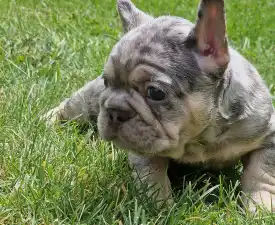 French Bulldog Boys Puppy Availabe - French Bulldog Puppy for sale