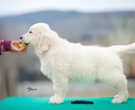 Black Boy - Golden Retriever Puppy for sale
