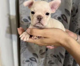 Lottie - French Bulldog Puppy for sale