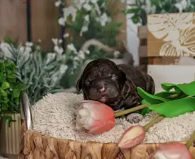 Curly Stars Of Dreams Flow - Romagna Water Dog Puppy for sale