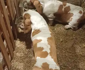 Amadeus  - Basset Hound Cățeluș de vânzare