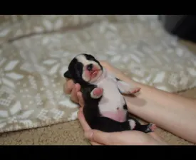 Pompás ( Prancer ) - Boston Terrier Angebotener Welpe