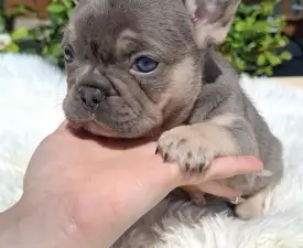 Holly  - French Bulldog Puppy for sale