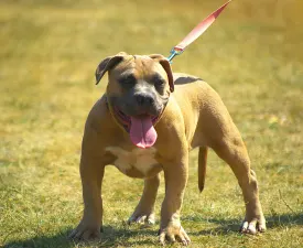 Bbb.nala - American Bully - Pocket Angebotener Welpe