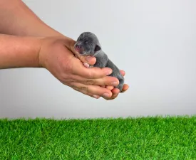 Deluxe - Chihuahua Angebotener Welpe