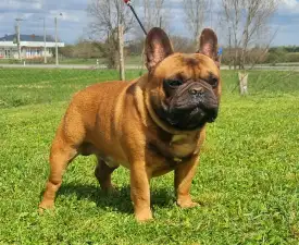 Spike - Bulldog francez Cățeluș de vânzare