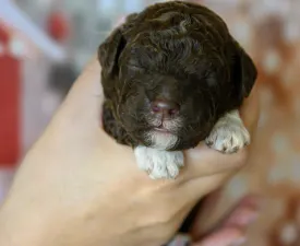 Grain Of Sand Galileo Galileis Stars  - Romagna Water Dog Puppy for sale