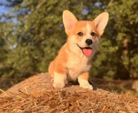 Clifford - Welsh Corgi Pembroke Puppy for sale